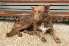 Cairns Homestead REDLYNCH pet and family friendly